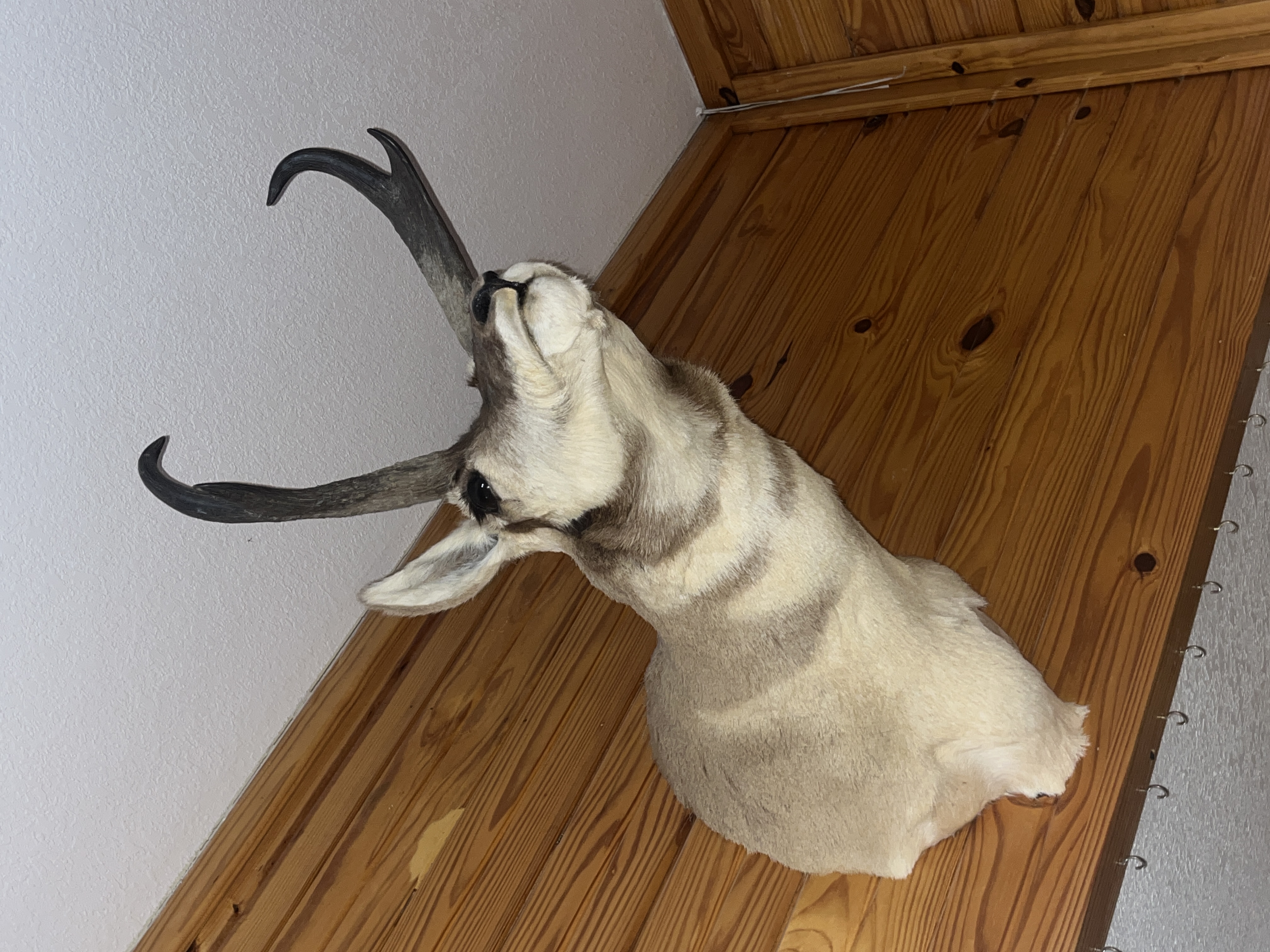 Varvil Estate Auction Image