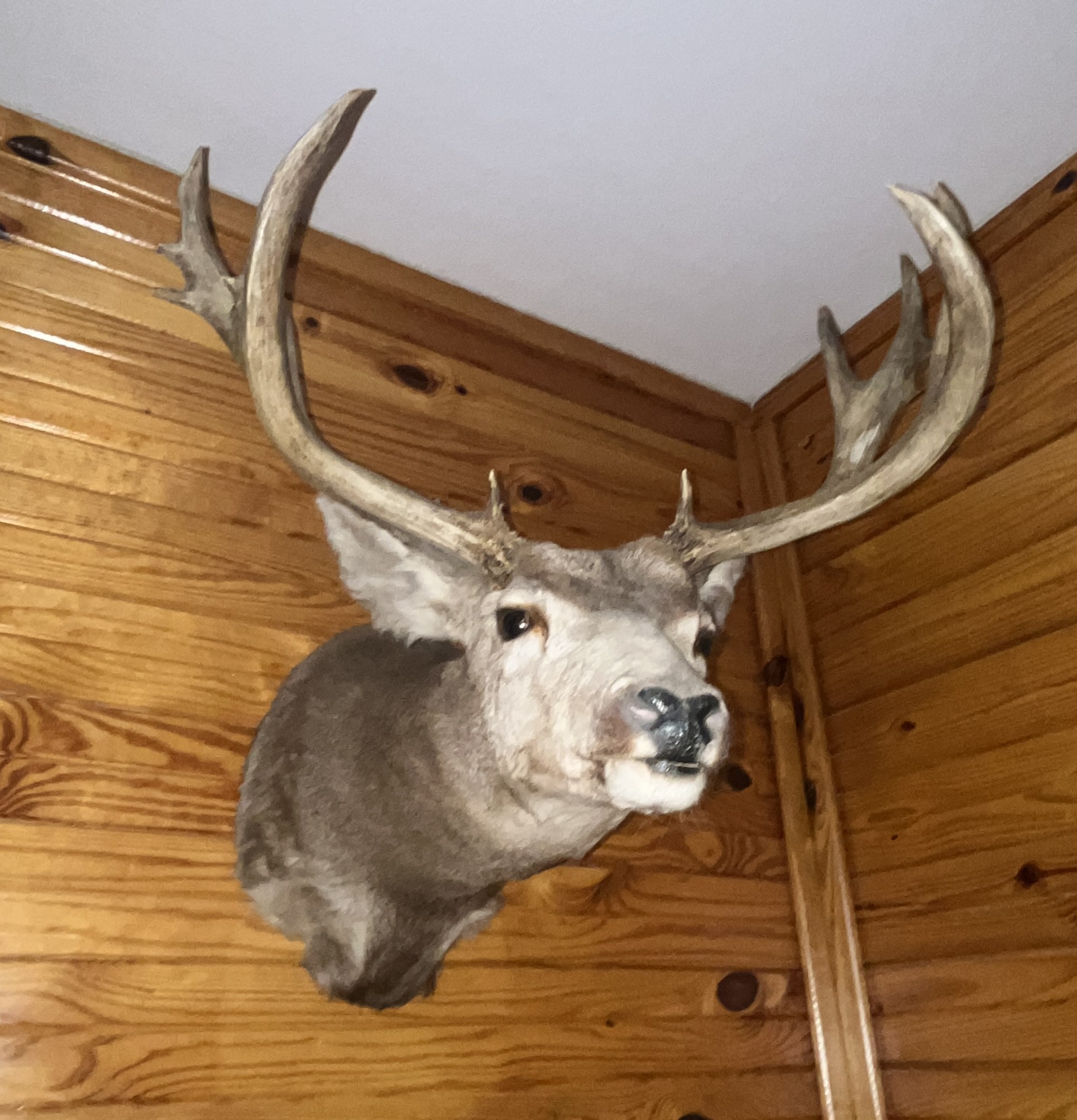 Varvil Estate Auction Image