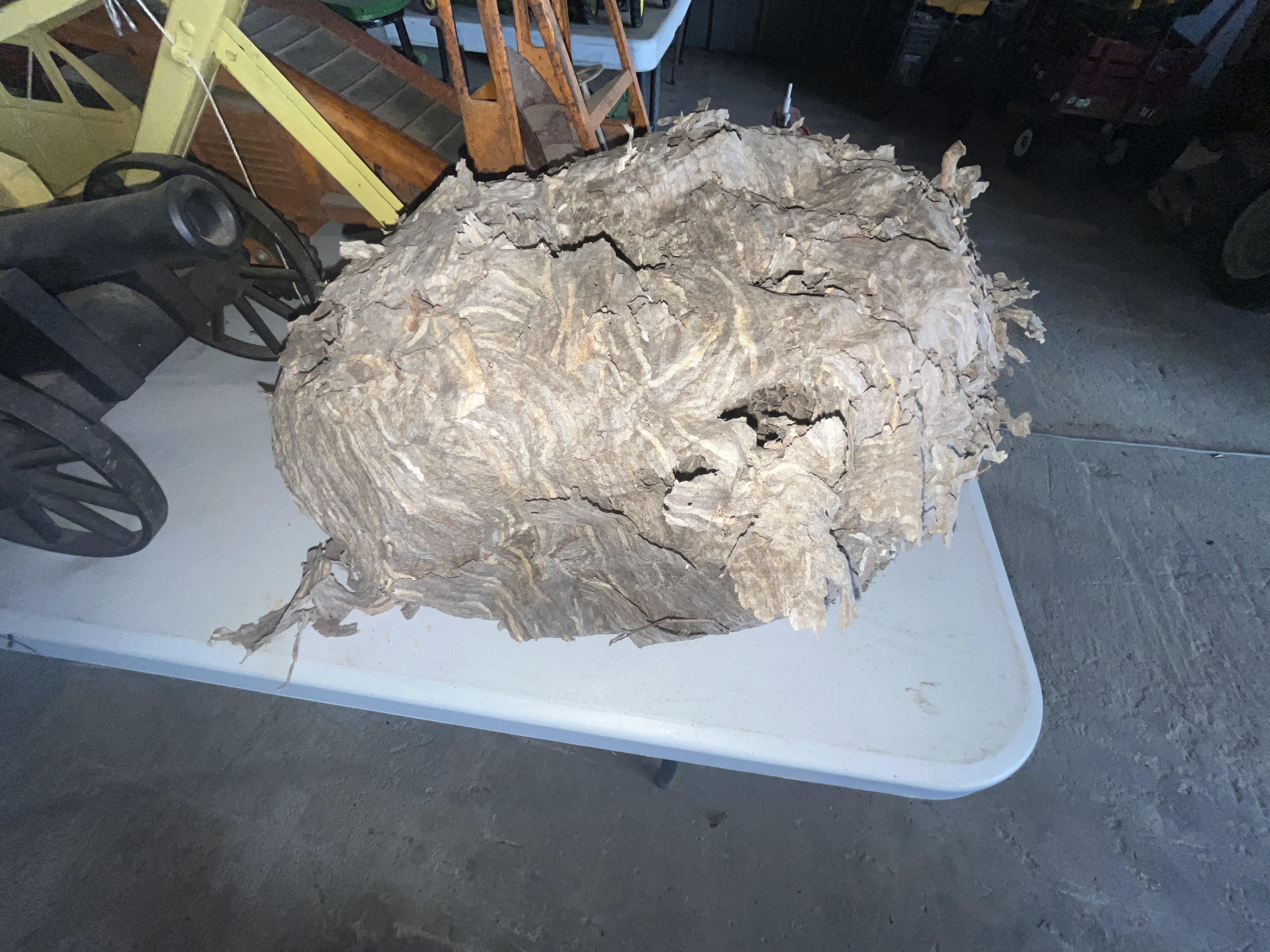 Collector's Dream Auction Image